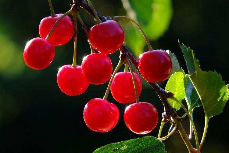 Fruitbomen verzorgen: de beste bemestingstips