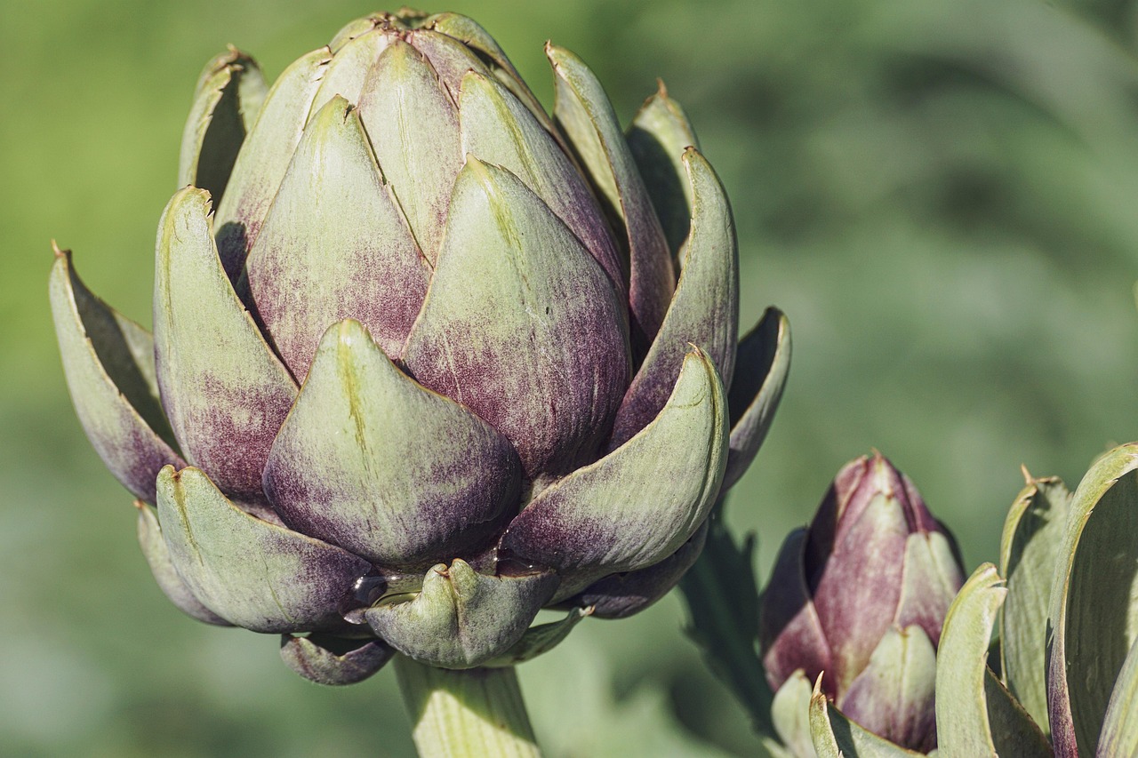 Dessertgarnituur van viooltjes en lavendel.
