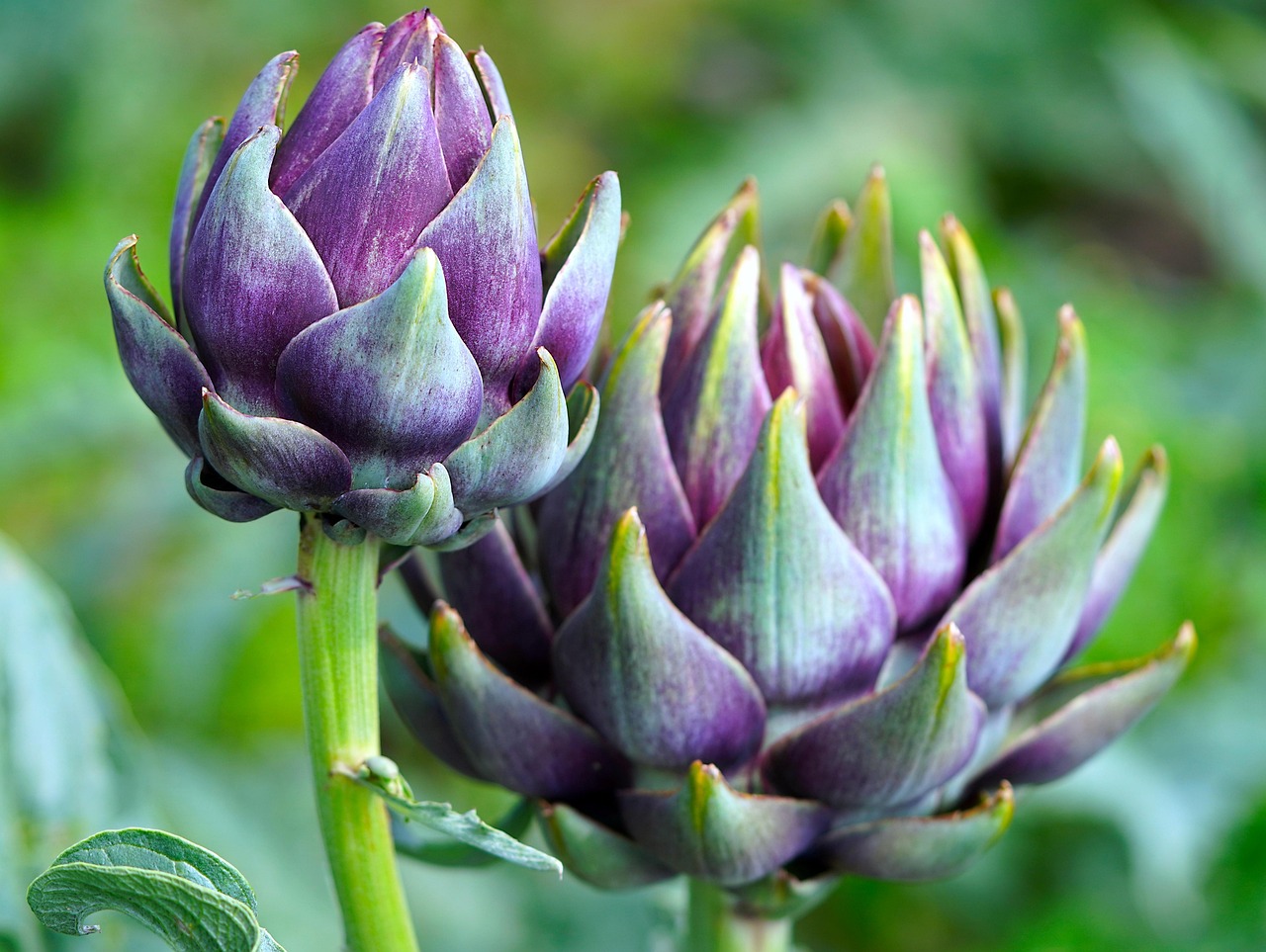 Eetbare bloemdecoraties op gastronomische gerechten.