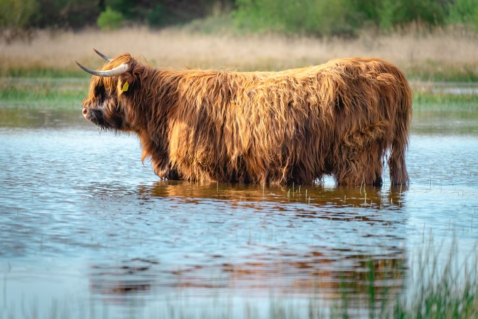 Schotse hooglanders in mistig berglandschap. Schotse hooglanders in mistig berglandschap.