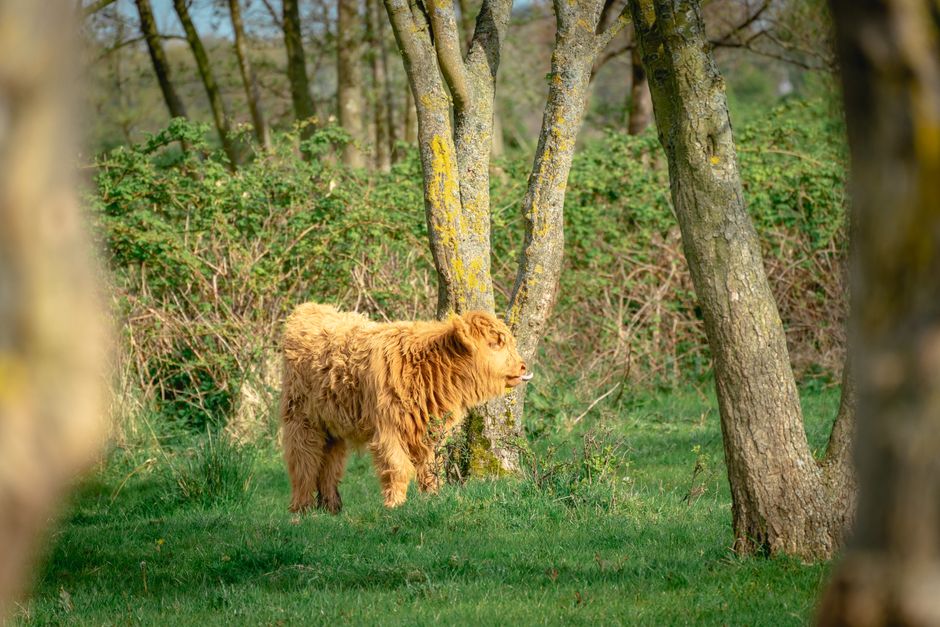 Schotse hooglanders grazen in herfstbos. Schotse hooglanders grazen in herfstbos.