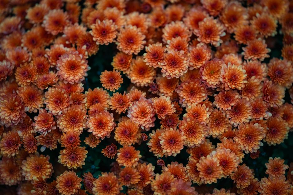 Gezellige Engelse gordijnen met bloemen reflecteren herfstlicht