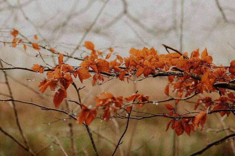 Engelse gordijnen met bloemen voor een nostalgische herfstsfeer