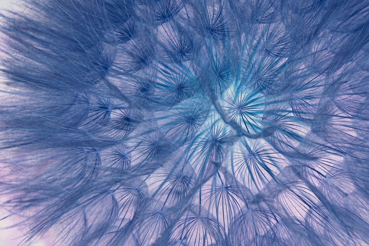 Close-up van paardenbloem met blauwe lucht.