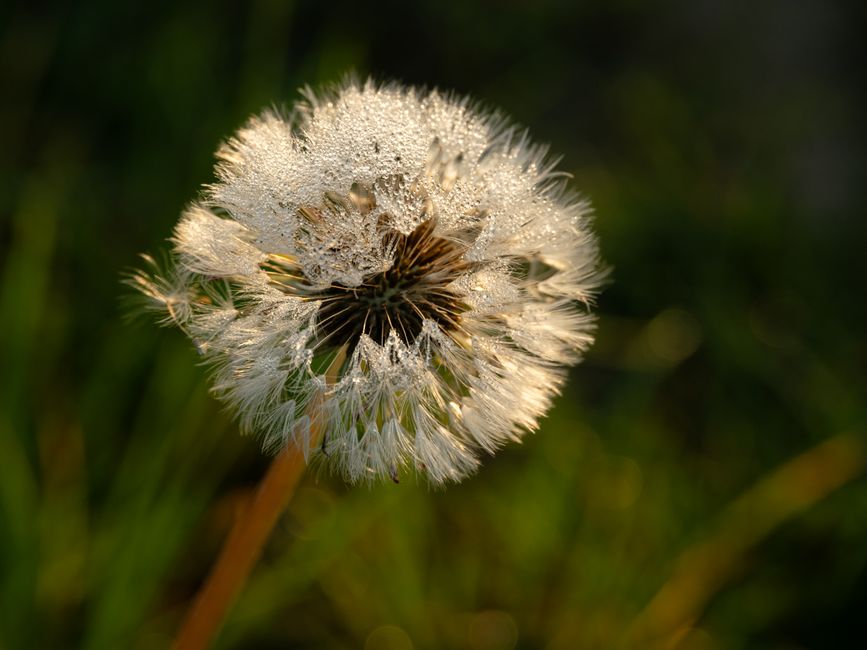 Paardenbloemzaden zweven in de wind.