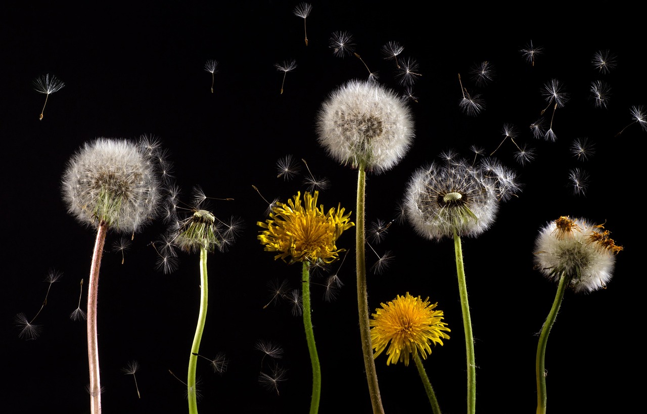 Vrolijke entree met kleurrijke paardenbloem ontwerpen.